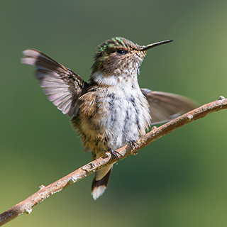 San Gerardo de Dota - Scintillant hummingbird